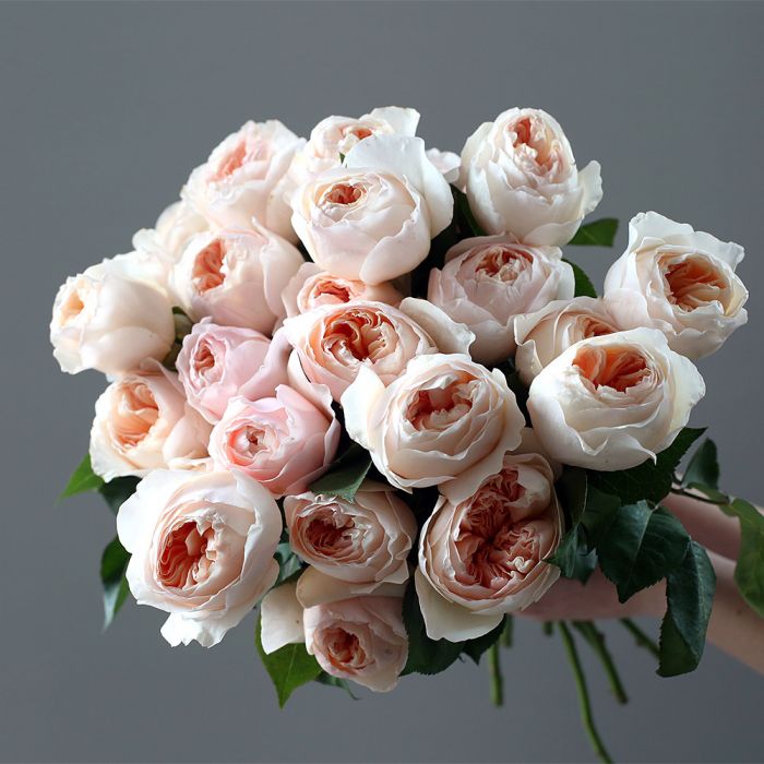 Пионовидные розы ДЖУЛЬЕТТА 25шт. ― Мята