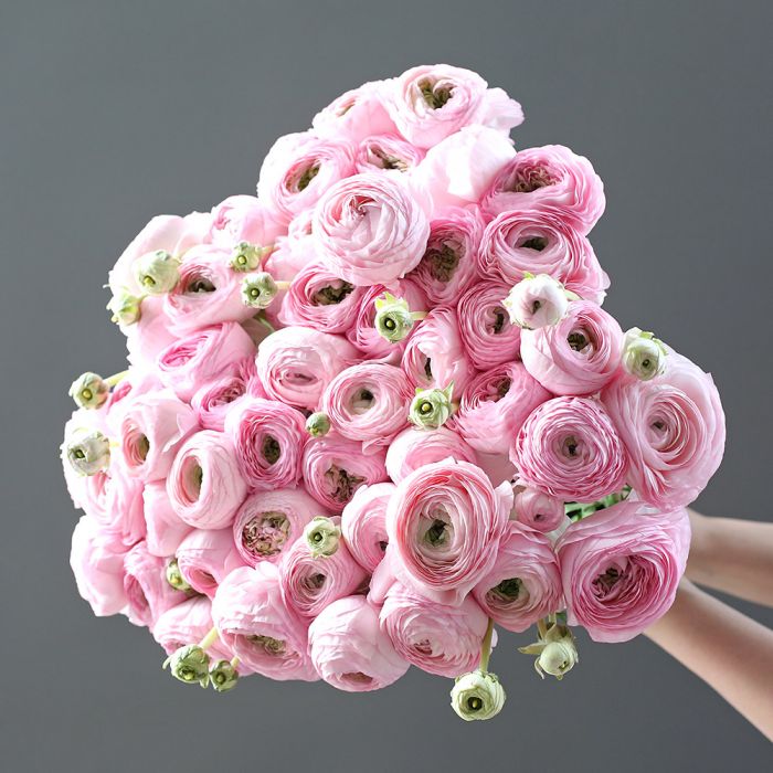Нежно-розовые ранункулюсы 51 шт. ― Мята