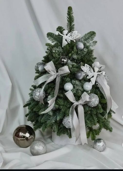 Ель белая ― Мята